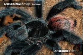 Znalezione obrazy dla zapytania Grammostola grossa