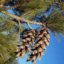 Attēlu rezultāti vaicājumam “Pinus peuce”