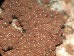 Attēlu rezultāti vaicājumam “Hypoxylon vogesiacum”