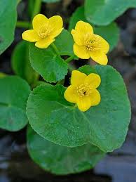 Attēlu rezultāti vaicājumam “Caltha palustris”