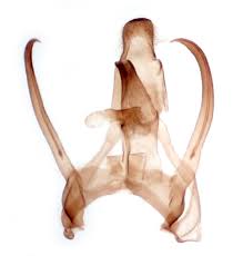 Attēlu rezultāti vaicājumam “Cribraria intricata stalked”