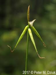 Attēlu rezultāti vaicājumam “Carex pauciflora”
