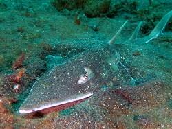 Image result for Rhynchobatus australiae