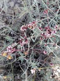 Attēlu rezultāti vaicājumam “Cuscuta epithymum subsp. trifolii flower”