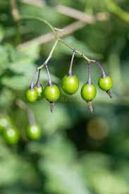 Attēlu rezultāti vaicājumam “Solanum dulcamara fruit”