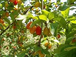 Attēlu rezultāti vaicājumam “Cornus mas fruit”