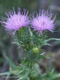 Attēlu rezultāti vaicājumam “Cirsium vulgare”