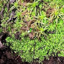 Attēlu rezultāti vaicājumam “Geocalyx graveolens”