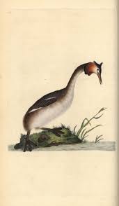 Attēlu rezultāti vaicājumam “Podiceps cristatus”