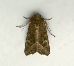 Attēlu rezultāti vaicājumam “Celaena leucostigma”