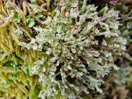 Attēlu rezultāti vaicājumam “Cladonia ramulosa”