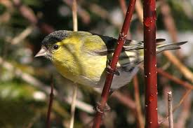Attēlu rezultāti vaicājumam “Carduelis spinus”