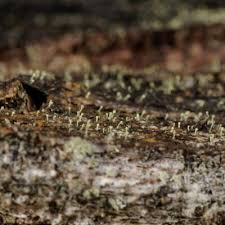 Attēlu rezultāti vaicājumam “Chaenotheca phaeocephala”