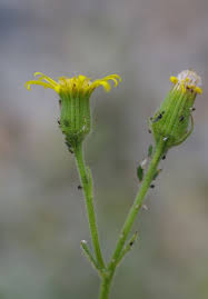 Attēlu rezultāti vaicājumam “Senecio viscosus flower”