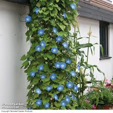 Image result for Ipomoea Heavenly Blue