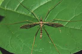 Attēlu rezultāti vaicājumam “Tipulidae”