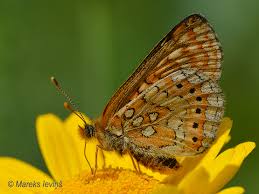 Attēlu rezultāti vaicājumam “Euphydrias aurinia upperside”