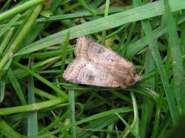 Attēlu rezultāti vaicājumam “Diarsia florida”