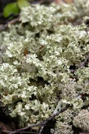 Attēlu rezultāti vaicājumam “Platismatia glauca”