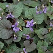 Attēlu rezultāti vaicājumam “Viola odorata”