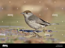 Attēlu rezultāti vaicājumam “Sylvia atricapilla”