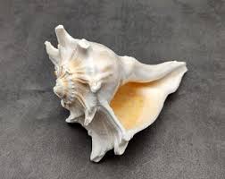 Image result for Sinistrofulgur perversum