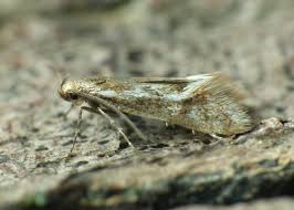 Attēlu rezultāti vaicājumam “Denisia similella”