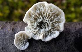 Attēlu rezultāti vaicājumam “Plicaturopsis crispa”