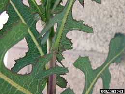 Attēlu rezultāti vaicājumam “Lactuca serriola”