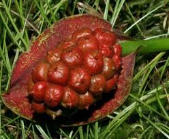Attēlu rezultāti vaicājumam “Calla palustris fruit”
