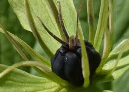 Attēlu rezultāti vaicājumam “Paris quadrifolia”