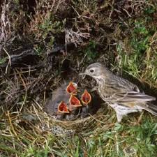 Attēlu rezultāti vaicājumam “Phylloscopus trochilus nest”