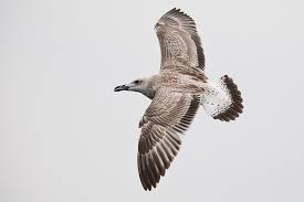 Image result for Larus cachinnans