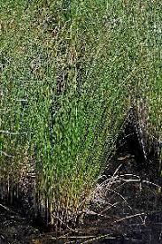 Attēlu rezultāti vaicājumam “Carex lasiocarpa female flower”