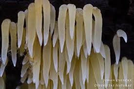 Attēlu rezultāti vaicājumam “Mucronella calva”