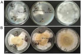 Attēlu rezultāti vaicājumam “Mucronella subtilis”