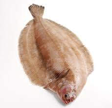 Image result for Glyptocephalus cynoglossus