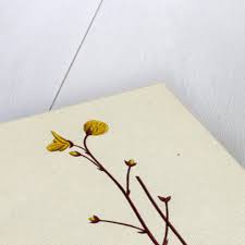 Attēlu rezultāti vaicājumam “Utricularia x neglecta flower”