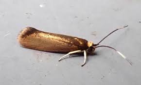 Attēlu rezultāti vaicājumam “Roeslerstammia erxlebella”