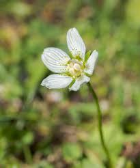 Attēlu rezultāti vaicājumam “Parnassia palustris bud”