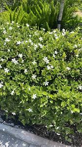 「水蘭」的圖片搜尋結果