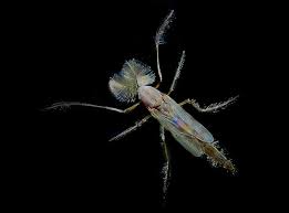 Attēlu rezultāti vaicājumam “Cricotopus male”