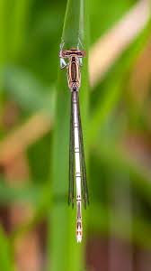 Attēlu rezultāti vaicājumam “Platycnemis pennipes female”