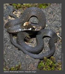 Attēlu rezultāti vaicājumam “Badhamia bethelii stalked”