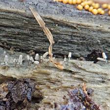 Attēlu rezultāti vaicājumam “Arcyria imperialis spores”