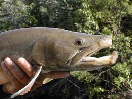 Image result for Salvelinus confluentus