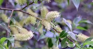 Attēlu rezultāti vaicājumam “Salix pentandra leaf”