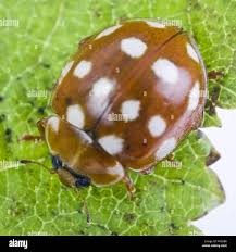 Attēlu rezultāti vaicājumam “Calvia quatuordecimguttata”