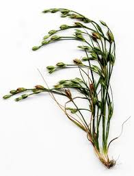 Attēlu rezultāti vaicājumam “Juncus bufonius fruit”