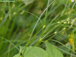 Attēlu rezultāti vaicājumam “Carex remota”